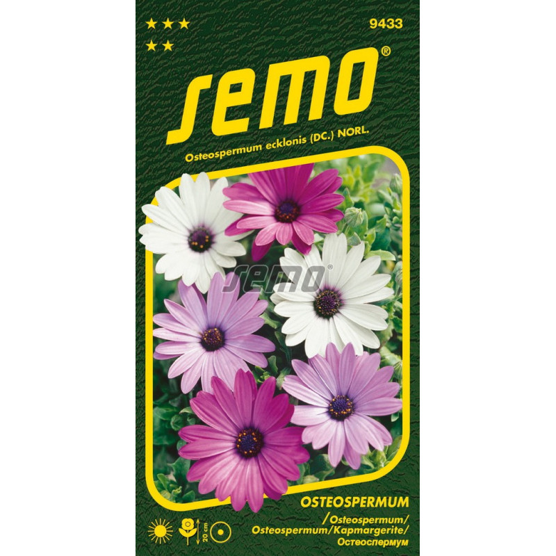 Osteospermum Balade