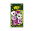 Osteospermum Balade