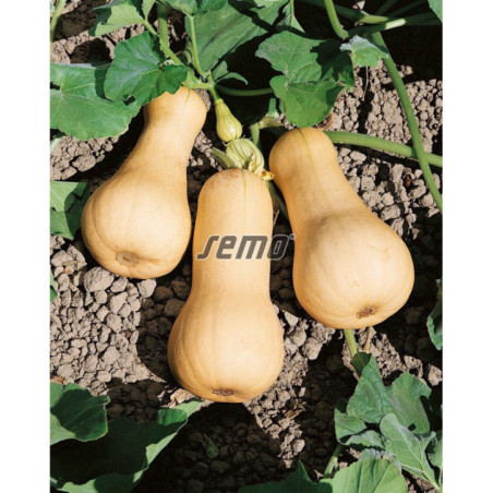 Tekvica Butternut