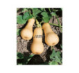 Tekvica Butternut