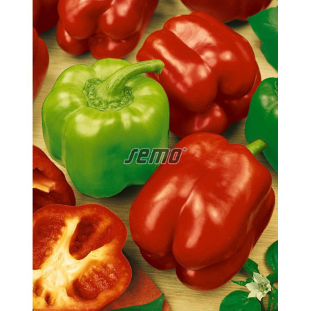 Paprika zeleninová Granova