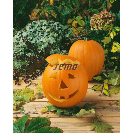 Tekvica halloween gran gigante