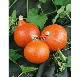 Tekvica Hokkaido veľkoplodá
