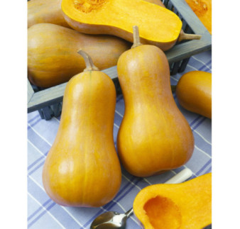 Tekvica na pecenie maslovaLaura Butternut