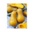 Tekvica na pecenie maslovaLaura Butternut