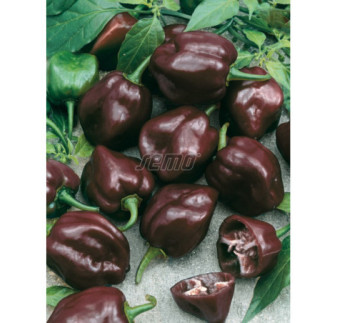 Paprika zeleninová Habanero chocolate