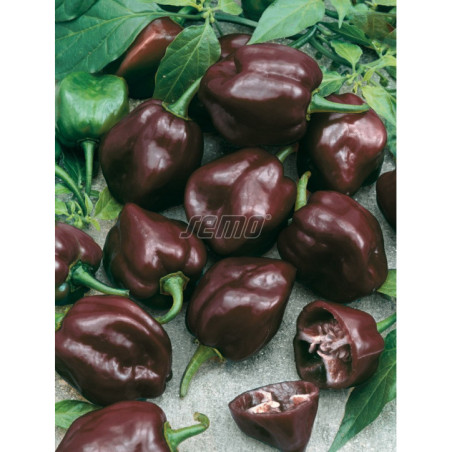 Paprika zeleninová Habanero chocolate