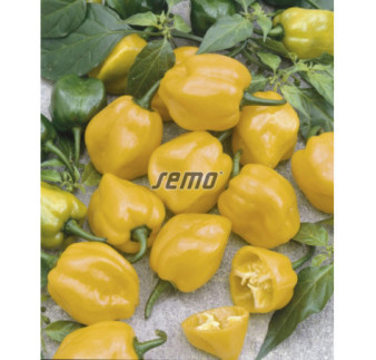 Paprika zeleninová Habanero lemon