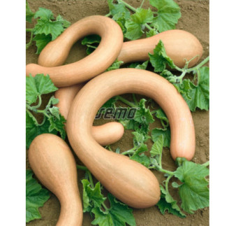Tekvica plazivá muškátová Serpentine