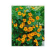 Thunbergia Čiernooká Zuzana