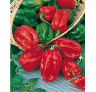 Paprika zeleninová Habanero red okr