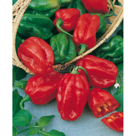 Paprika zeleninová Habanero red okr