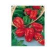 Paprika zeleninová Habanero red okr