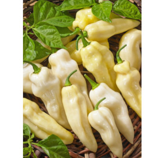 Paprika zeleninová Habanero štipľavá
