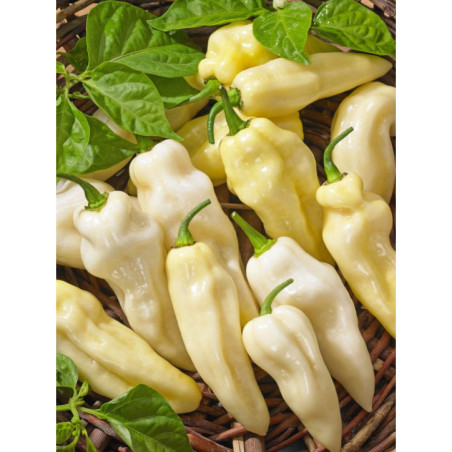 Paprika zeleninová Habanero štipľavá