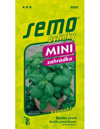 Bazalka Mammolo GenoveMini