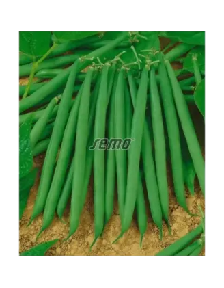Fazuľa kríčková zelená Bona