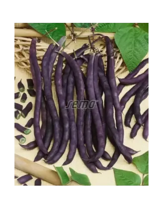 Fazuľa kolíková fialová A Cosse Violette Sans