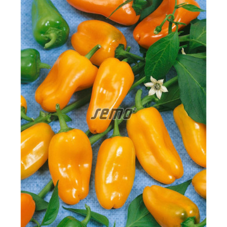 Paprika zeleninová Hamik