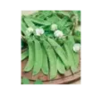 Hrach Ambrosia