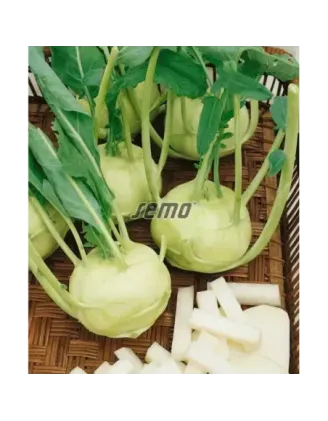 Kaleráb skorý biely Luna