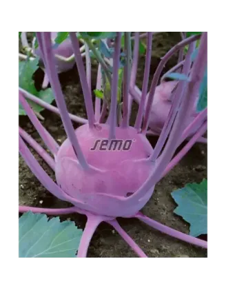 Kaleráb modrý skorý Viola