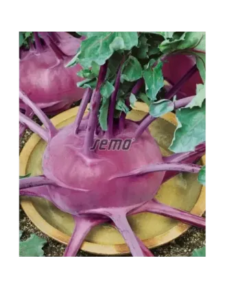 Kaleráb modrý neskorý Violeta