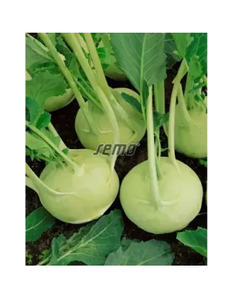 Kaleráb biely skorý Dvorana