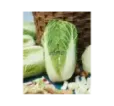 Kapusta pekingská Concord