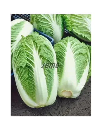 Kapusta pekingska Parkin