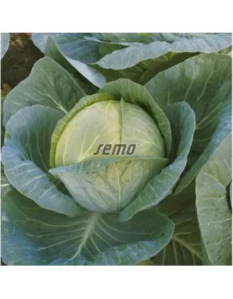Kapusta neskorá Megaton