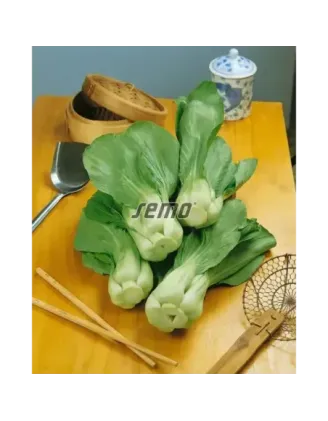 Kapusta čínska Canton na sałaty