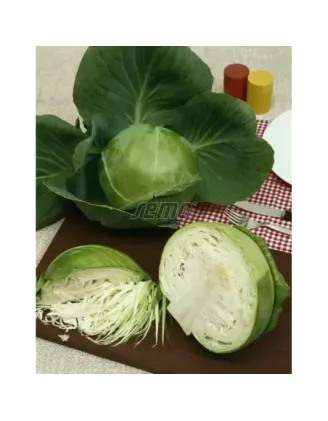 Kapusta biela skorá Minica