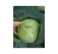 Kapusta biela neskorá Portoza