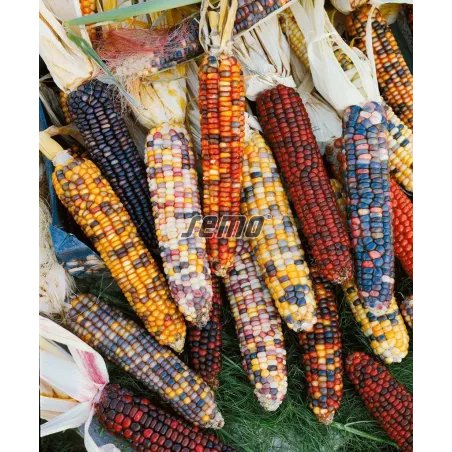 Kukurica okrasná Multicolor