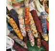 Kukurica okrasná Multicolor Kukurica okrasná Multicolor