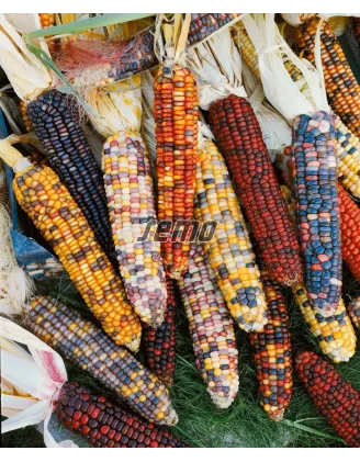 Kukurica okrasná Multicolor