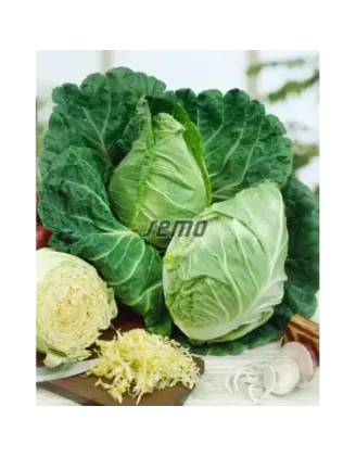 Kel skorý Predzvest