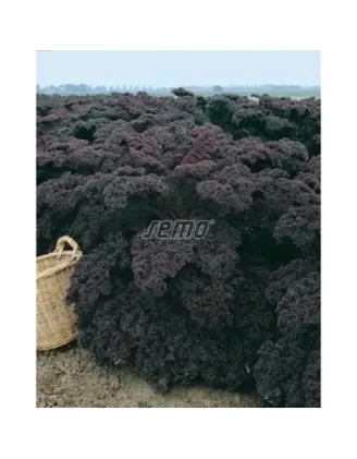 Kel kučeravý zmes zel červená