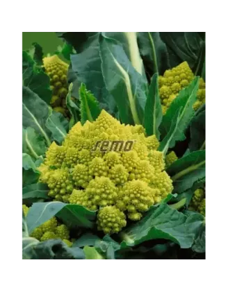 Karfiol leto jesen Veronica F1