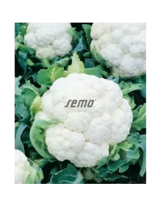 Karfiol jarný Opaal