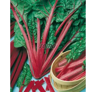 Mangold Rhubarb Chard