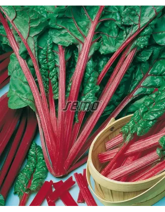 Mangold Rhubarb Chard
