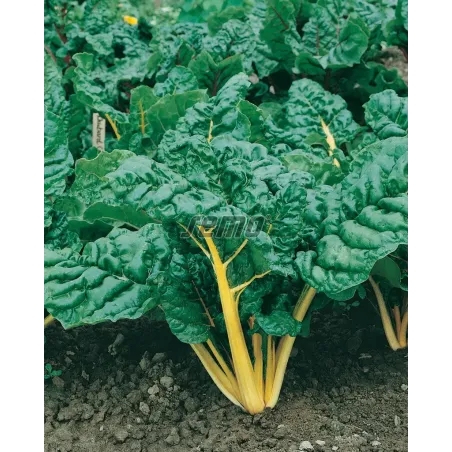 Mangold Bright yelow F1