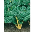 Mangold Bright yelow F1 Mangold Bright yelow F1