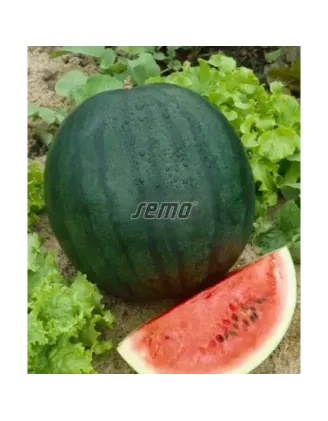 Melón Sugar baby vodový