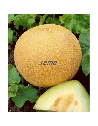 Melón Solartur cukrový