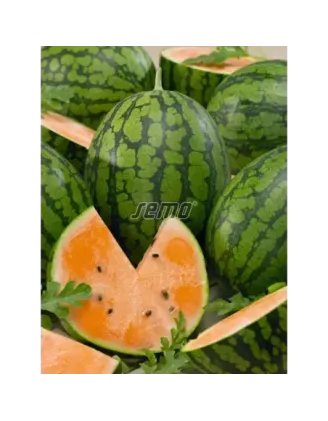 Melón Primaorange vodový F1