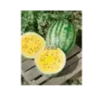 Melón Primagold vodový F1