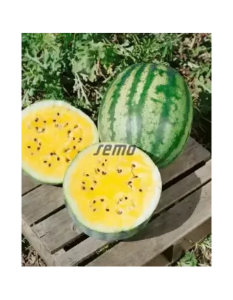 Melón Primagold vodový F1
